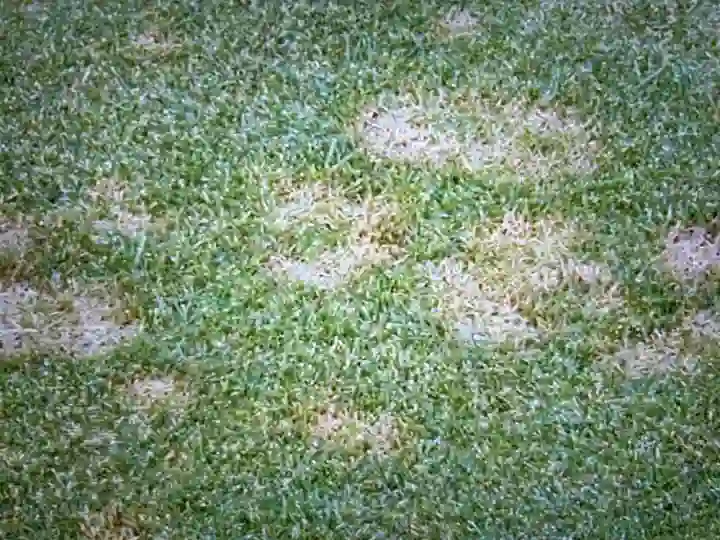 Fusarium Patch in lawn