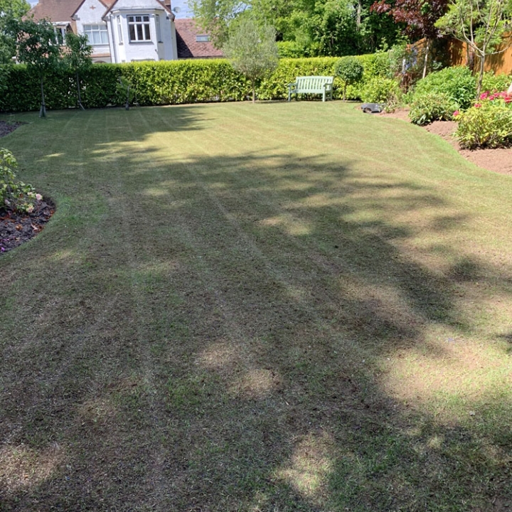 lawn care during drought