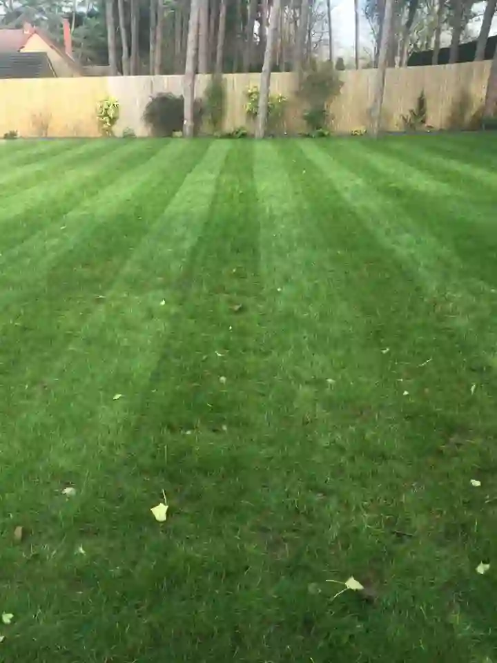 Aerated Lawn