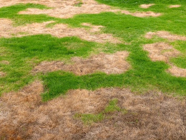 Lawn Treatment Spring